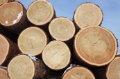 Казахстан и Беларусь договорились сотрудничать в сфере охраны и защиты лесов