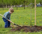 27 миллионов деревьев высадят в России и за рубежом в честь павших в войне