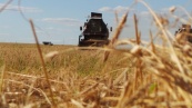 Красноярский край начал поставлять пшеницу в Белоруссию