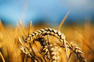 ЕЭК: «Сельхозпроизводство в ЕАЭС возрастет на 8%, взаимная торговля – на 15%, экспорт – на 19%»