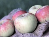 Приднестровье возобновляет экспорт яблок в Россию