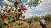 Россия с 7 августа разрешила ввоз фруктов с ряда предприятий Молдавии