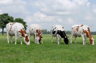 Введен временный запрет на вывоз необработанных шкур крупного рогатого скота за пределы ЕАЭС
