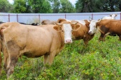 Нацпроект: Оренбуржье экспортирует в Узбекистан крупный рогатый скот