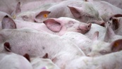 Молдавия ввела временный запрет на импорт свинины из Украины